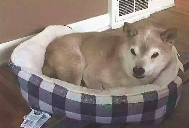 铲屎官带柴犬外出，过路人却都逃得远远地的：气质太强我害怕看