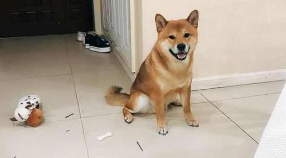 主人下班回家，柴犬笑眯眯地门口迎接，走进门主人却不那么高兴了