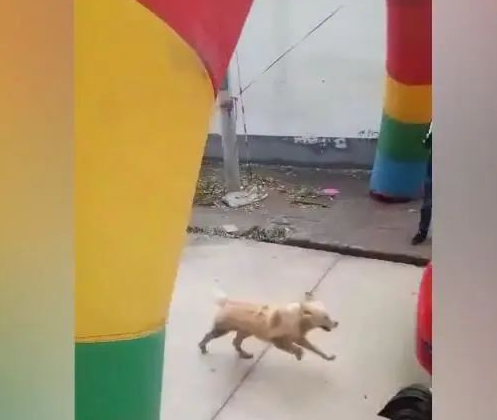 女主人嫁人，狗狗拦住小轿车，不舍得女主角离去自身！