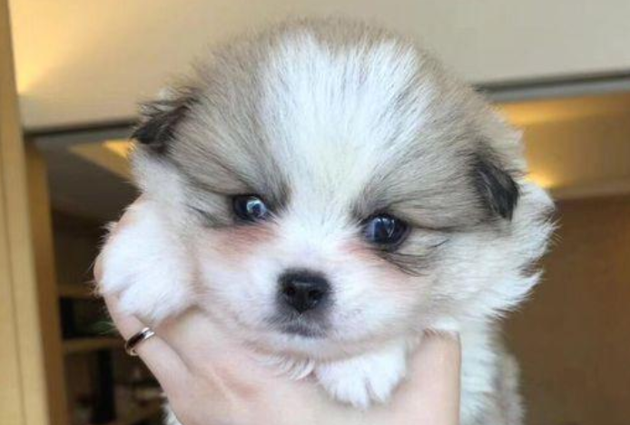 小流浪狗被过路人有意丢花坛上，小宝贝想跳又害怕，急得直手忙脚乱