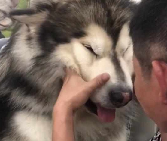 一只大型犬被吉娃娃吓哭，模样十分委屈，主人却忍不住笑了