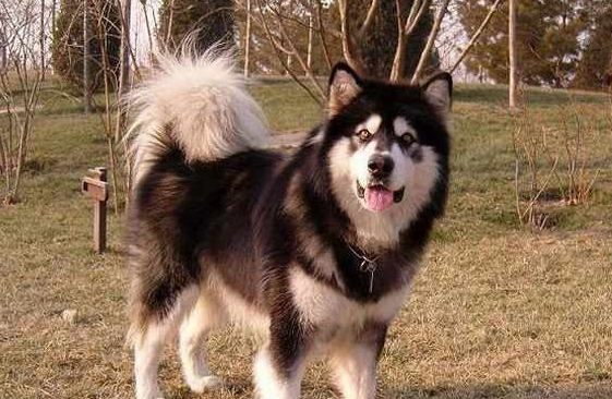 一只大型犬被吉娃娃吓哭，模样十分委屈，主人却忍不住笑了
