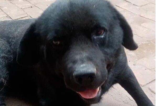 退役警犬沦为乡下看门狗，被虐待至瘫痪后，主人说：我不要了…