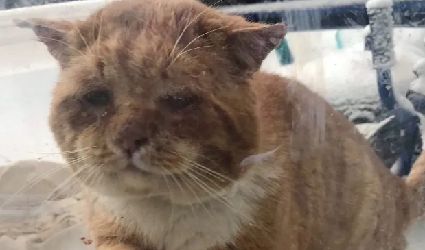 零下50度，大量流浪猫狗被冻死在雪地里，它们拼命求救，只为活下去……