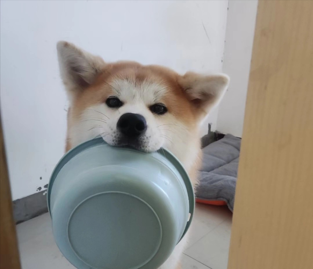 忽悠我养秋田犬的人，你们把我“害惨了”