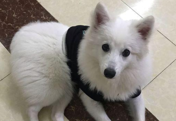 大门口跑来只流浪犬，女生送去宠物用品店常规体检，老总一看：这一下赚翻了