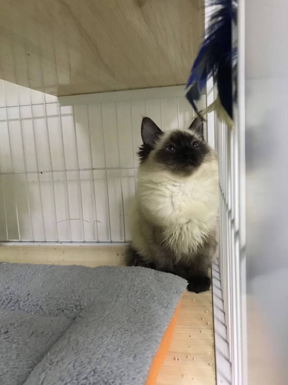 温柔可爱的布偶猫，你可喜欢吗