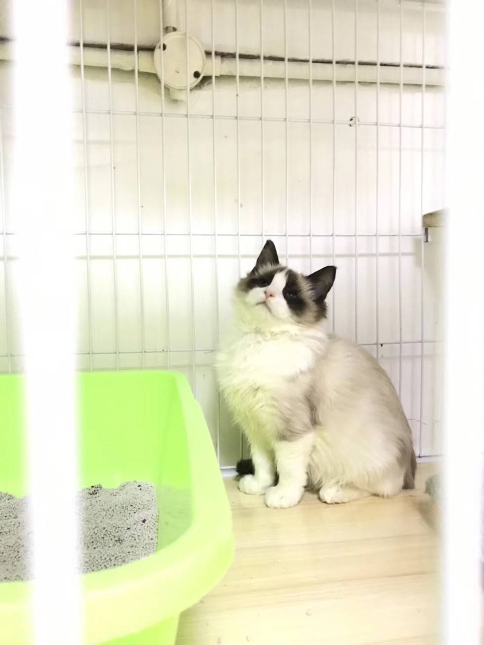 温柔可爱的布偶猫，你可喜欢吗