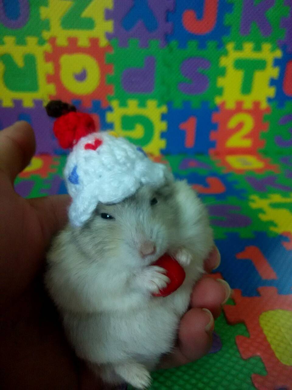 生日都过完了，生日帽子才到货，不过，它戴上也挺可爱的