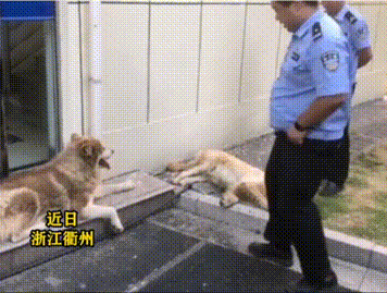 两只大狗紧跟警车来到派出所,会握手听从指令,一查身份让人意外