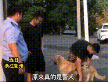 两只大狗紧跟警车来到派出所,会握手听从指令,一查身份让人意外