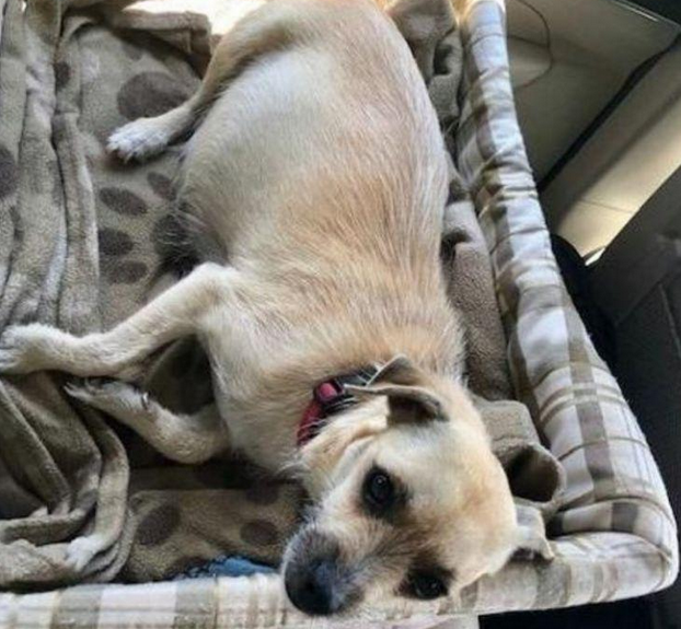 流浪犬汽车上出现意外孕妇分娩,夫妻帮它助产,6只讨人喜欢的小狗圆满出世!