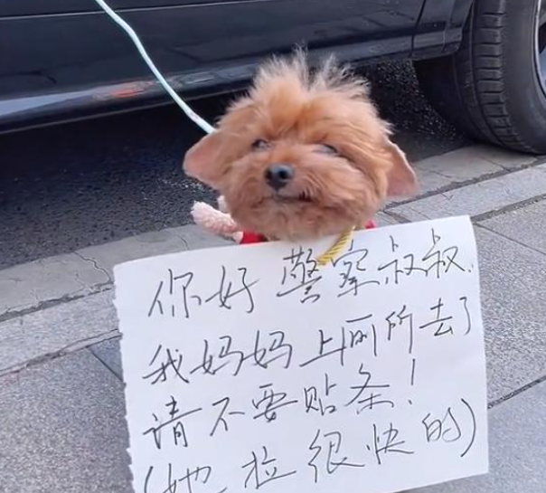 女子临时停车将狗拴车门上，并给汪挂上纸牌，看清后：也太机智了