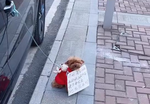 女子临时停车将狗拴车门上，并给汪挂上纸牌，看清后：也太机智了