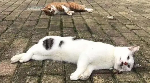 个人在国外购买宠物 | 除猫犬外，个人从境外邮购活体宠物均属非法