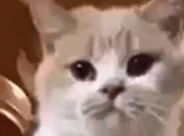 贪玩主人为萌猫取名“柴犬” ，谁知长大后它这样叫，笑翻了