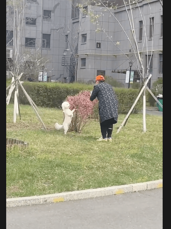 妈妈带上狗狗外出散散步,让它来到花边上拍照,浓浓乡土味呀!
