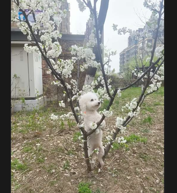 妈妈带上狗狗外出散散步,让它来到花边上拍照,浓浓乡土味呀!