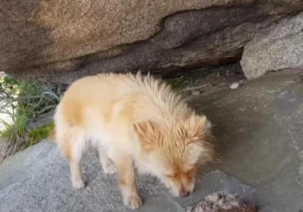 流浪狗两年来不肯下山，主人没安好心，它却很忠诚
