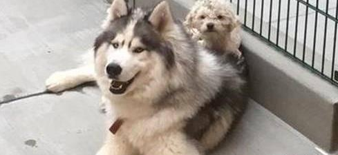 哈士奇与贵宾犬相互依靠，获救还在一起