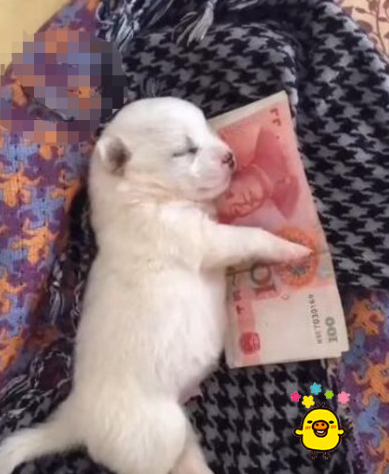 小奶狗晚上睡觉竟怀着这东西,猫奴笑说话,与生俱来的“守财奴”啊!