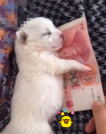 小奶狗晚上睡觉竟怀着这东西,猫奴笑说话,与生俱来的“守财奴”啊!