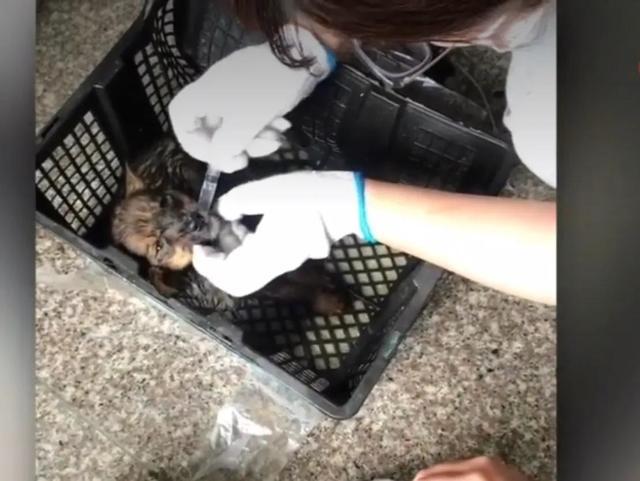 苏州一快递站宠物盲盒发臭：21只猫狗死亡 发货3天后因违规退回