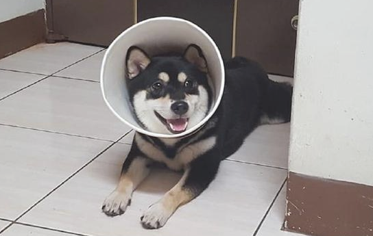 柴犬偷食了麦当劳，主人家处罚它把纸桶套在它头顶，狗：这波不亏！
