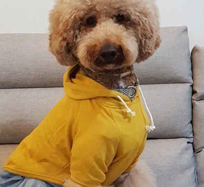 贵宾犬Boss想出门散步 学哈士奇叫声表示抗议