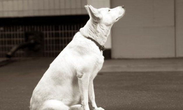 现实版“忠犬八公”，火车站苦等主人一年，好心人用爱将其感化
