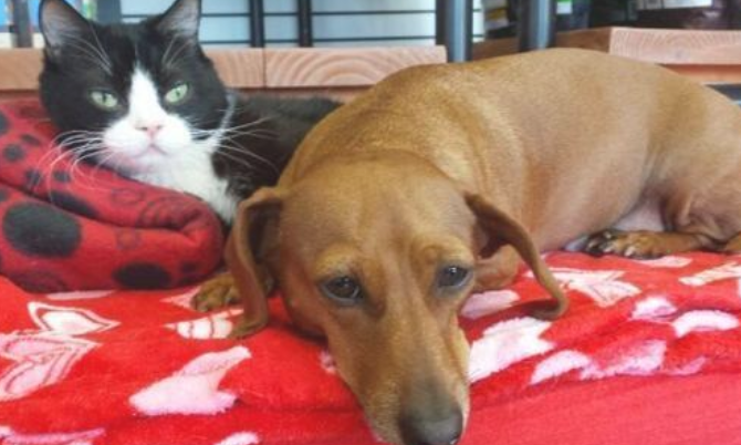 残废猫猫不可以单独存活，小狗为其“服务保障”，它俩的牵绊很奇特