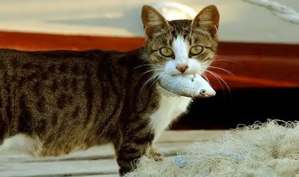 我怀疑我养的不是猫，而是一只狗：猫咪“叼东西”心理分析