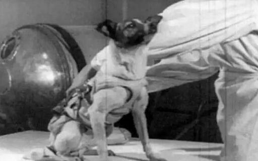 揭秘:第一只进入太空的狗狗,死因被隐瞒了47年~
