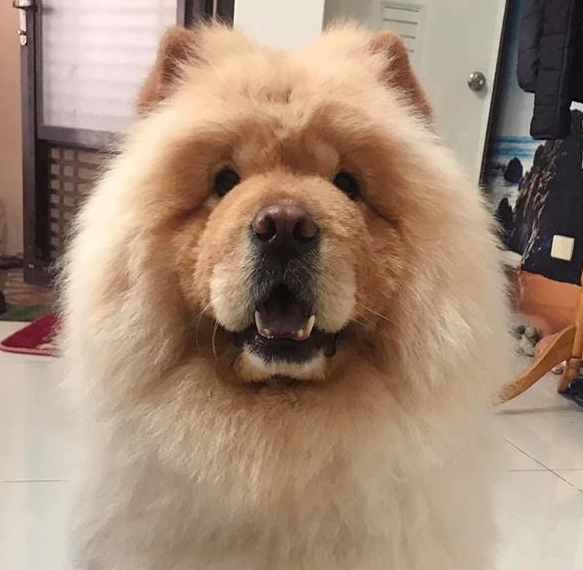松狮犬太肥被取笑,冼澡后1秒破谣传,下场好尷尬!