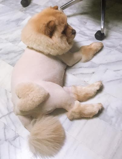 松狮犬太肥被取笑,冼澡后1秒破谣传,下场好尷尬!