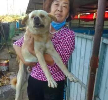 年近七旬老人哭着求人救狗“我上百只狗狗能挺过这个冬天吗？”