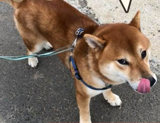 天冷带柴犬散步赖死不走，妈妈想出终极方法带它回家