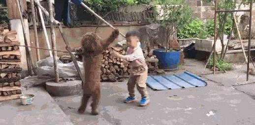 小男孩和泰迪起了争吵，狗狗急得站立起来和他打架斗殴，狗：我奉陪到底