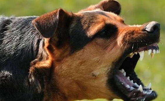 不拴狗绳遛狗，中型犬尖叫吓倒老人