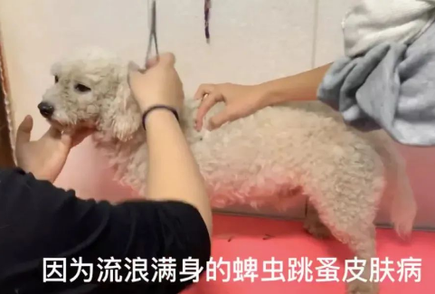 旅游时被一只狗狗赖上，带回家后才发现：捡到宝了！