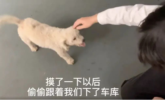 旅游时被一只狗狗赖上，带回家后才发现：捡到宝了！