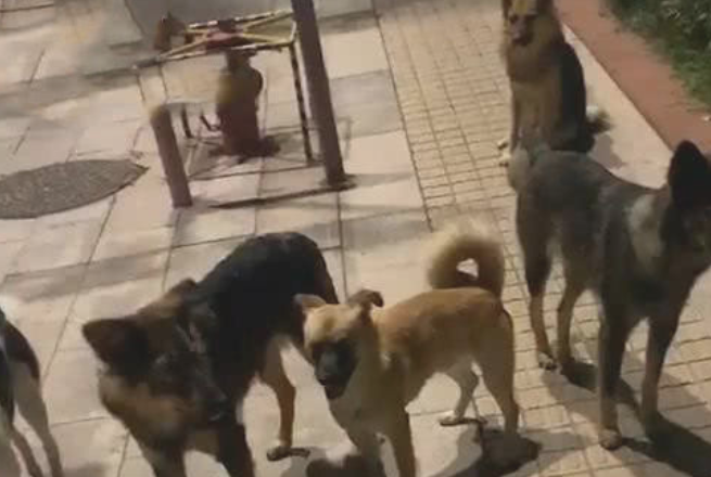 女人后半夜回家了，半途听见狗叫声，仰头后差点儿吓坏，女人：想干什么