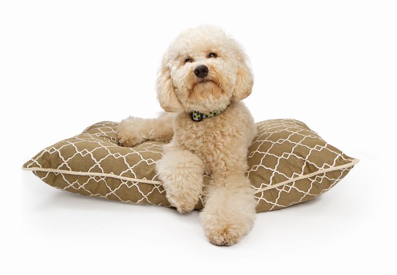 波士顿Terrier：可爱与优雅并存的独特犬种