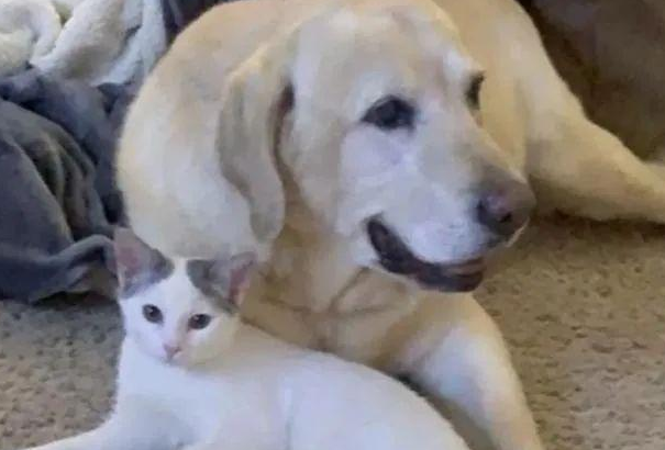 小猫被邻居遗弃，却被家中狗狗带回家：铲屎的看我多讲义气