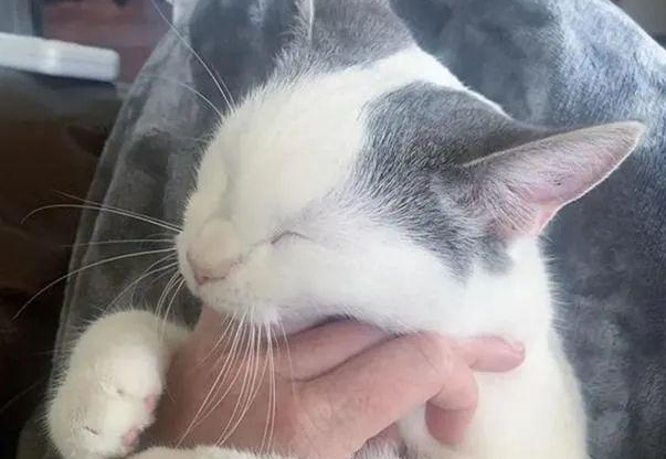 小猫被邻居遗弃，却被家中狗狗带回家：铲屎的看我多讲义气