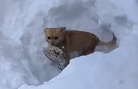 狗在盆在！狗窝被埋，主人铲雪瞬间被逗乐