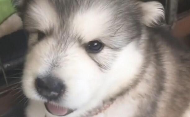 主人一吹哨子，阿拉斯加犬幼狗就会学狼叫