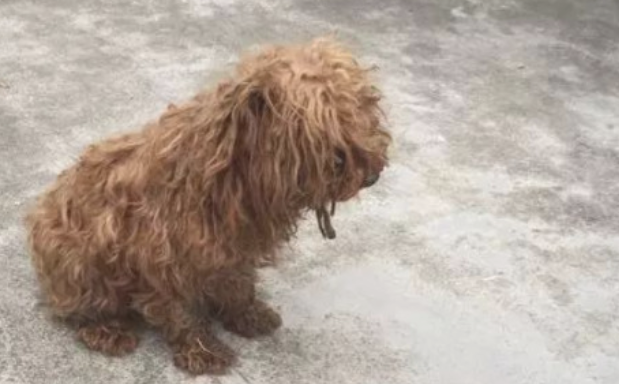 捡了一头漂泊泰迪回家了，家中的狗对它投怀送抱，它却和其他狗生小孩