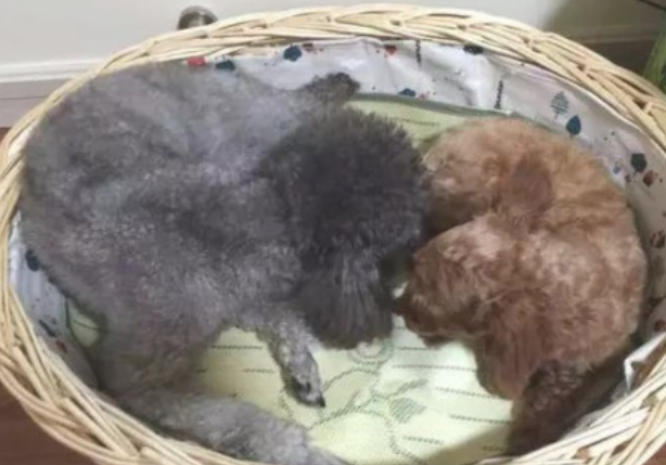 捡了一头漂泊泰迪回家了,家中的狗对它投怀送抱,它却和其他狗生小孩
