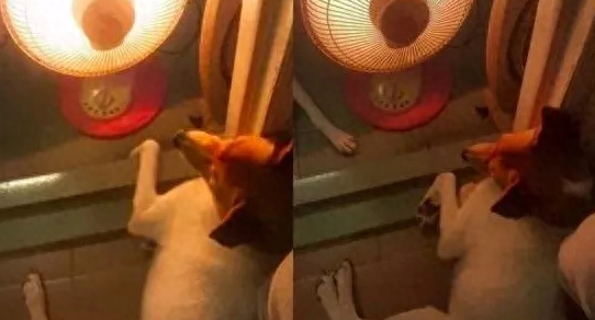 主人怕冷搬暖炉进厕所，结果眼前突然冒出了俩“狗头”！
